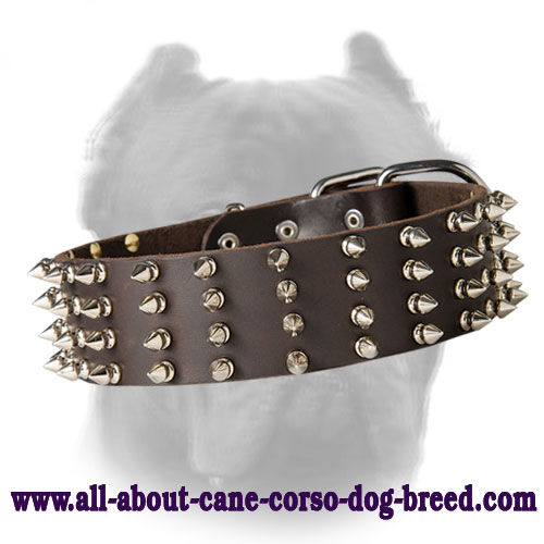 2 Inch Wide Walking Leather Spiked Dog Collar for Cane Corso