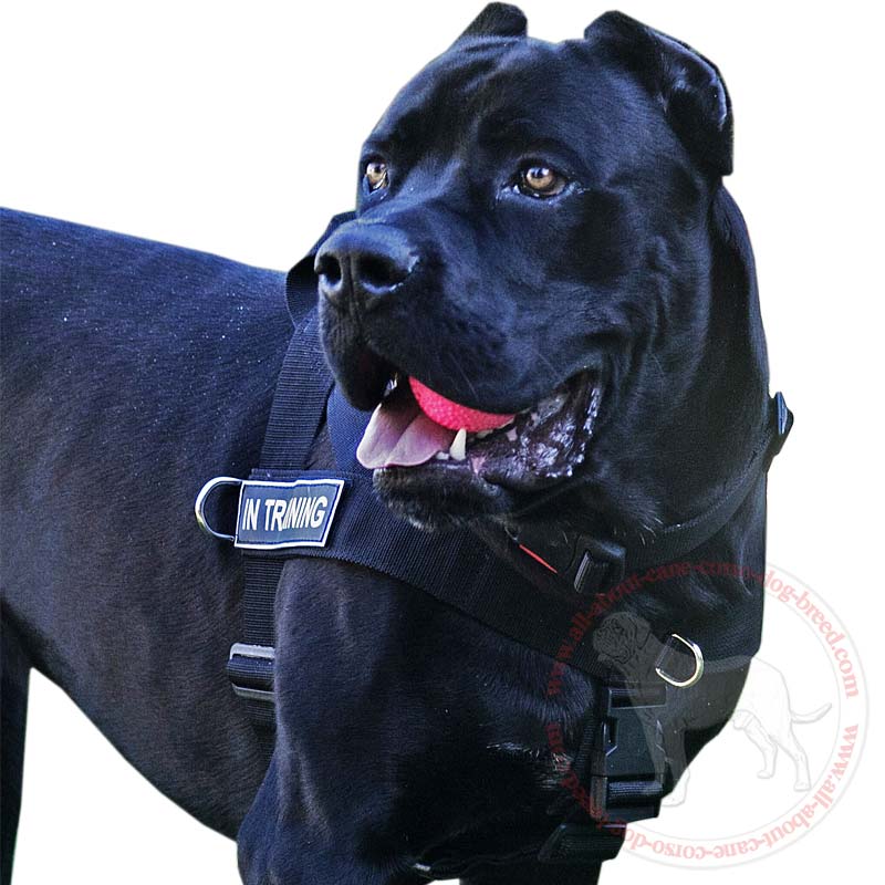 Lightweight Prime-Quality Cane Corso Breed Harness-SAR Designer All-Weather Dog Harness