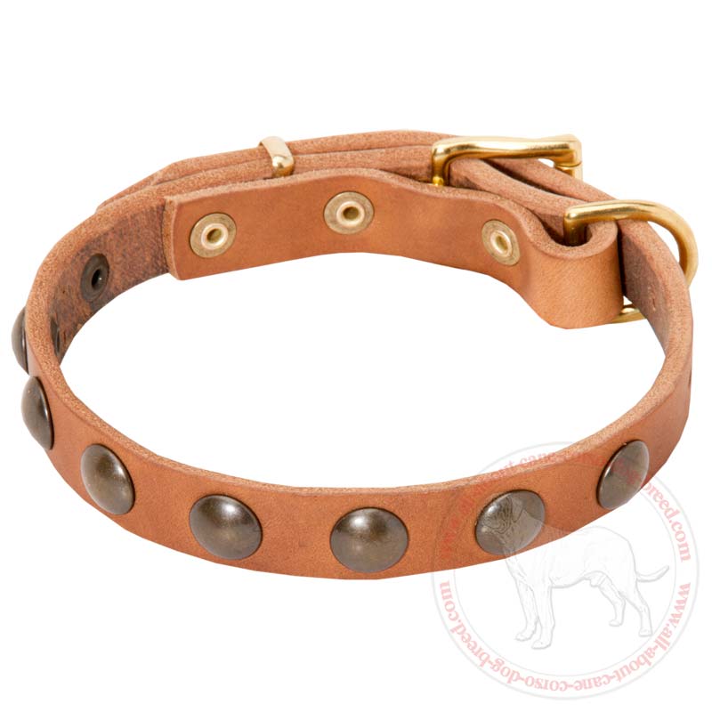 Elegant Leather Dog Collar for Cane Corso Decorated with Half Spheres