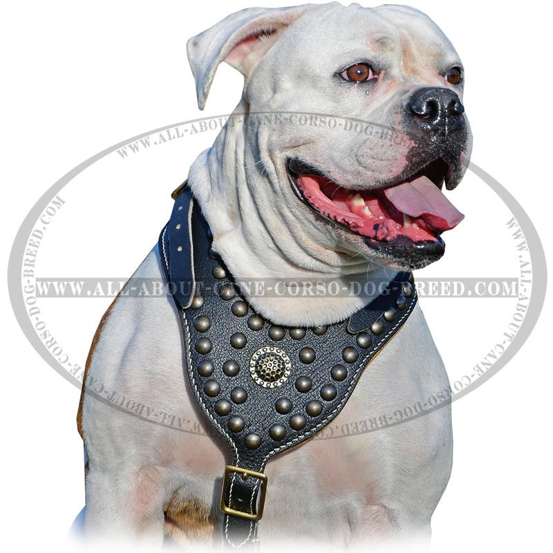 Luxury Dog Harnesses, Designer Puppy Harness