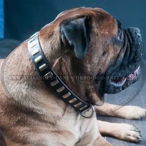 Best Large Dog Collar for  Sennenhund Cane Corso Tibetan Mastiff Golden Retriever Labrador Newfoundland Sennenhund Mastino Napoletano