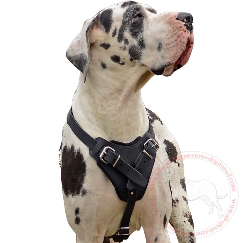 Best shock collar for great dane top