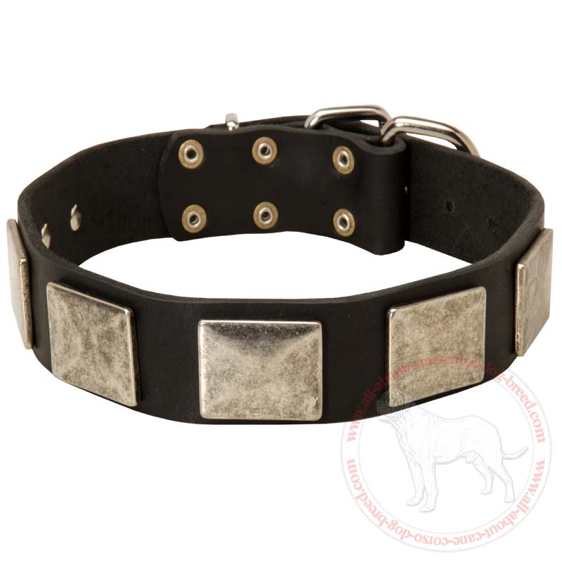 Handcrafted Cane Corso Leather Dog Collar with Vintage Nickel Plates