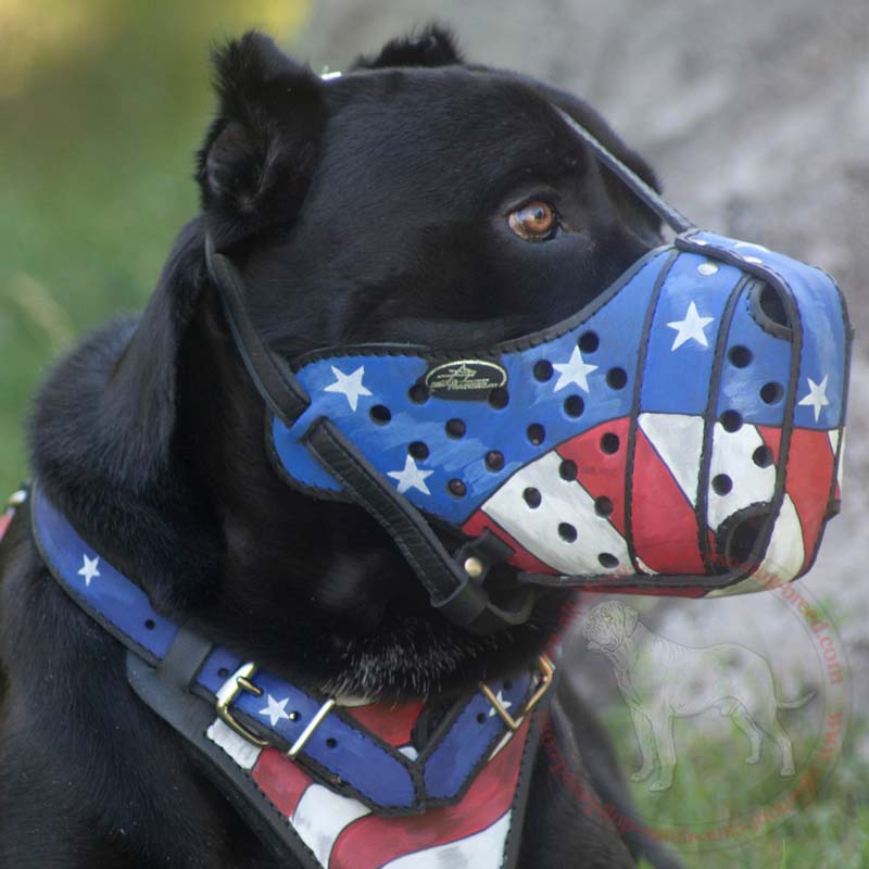 American Flag Mastiff Muzzle - Hand-Painted Dog Muzzle Introduction