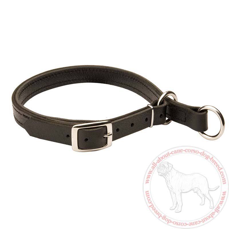 Leather Slip Cane Corso Collar w/h Nickel Hardware