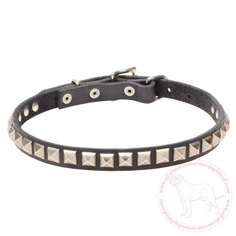 "King Studs" Leather Cane Corso Collar with Chrome Plated Adornment