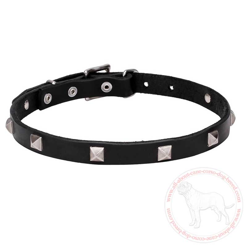 Narrow Leather Cane Corso Collar with Chrome Plated Pyramids 3/4 Inch (20 mm)