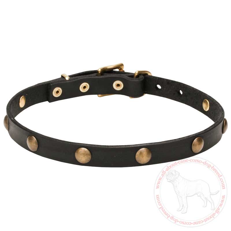 'Elegant Beauty' Leather Cane Corso Collar with Goldish Hardware