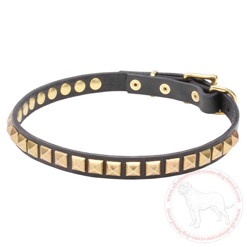 Admirable Leather Cane Corso Collar with Brass Plated Pyramids