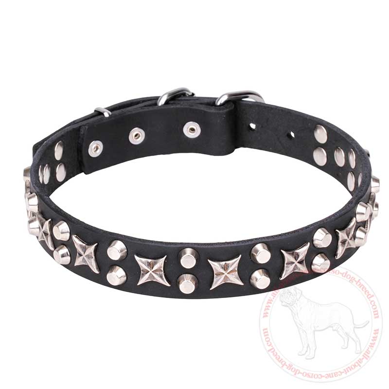 'Shining Stars' Fantastic Leather Cane Corso Collar with Chrome Plated Parts