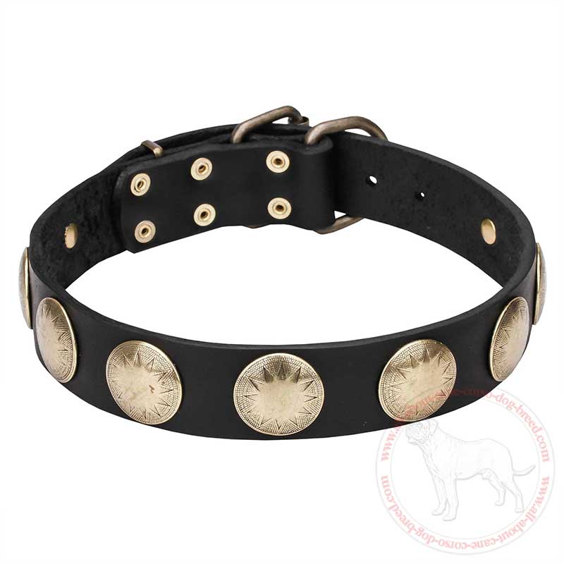 'Hip and Edgy' Leather Cane Corso Collar with Round Brass Plates