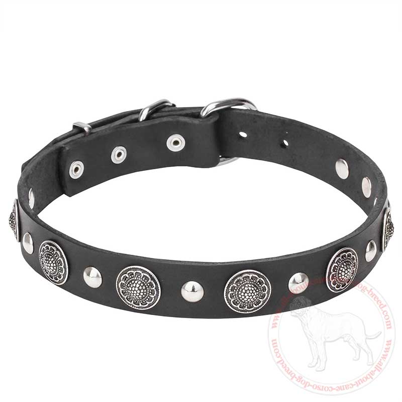 'Shiny Charm' Leather Cane Corso Collar with Chrome Plated Conchos and Half-balls