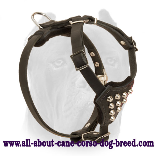 Adorned Leather Cane Corso Harness for Puppy with Studs