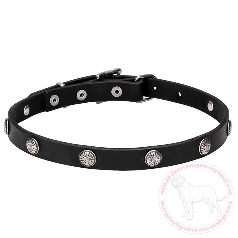 "Antique Flowers" Leather Cane Corso Collar with Chrome Plated Round Studs 4/5 inches (20 mm) wide
