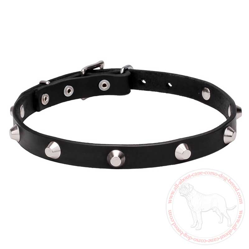 Awesome Leather Cane Corso Collar with Shiny Truncated Cones