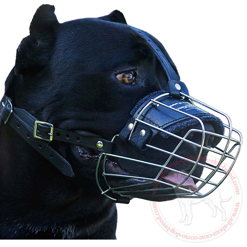 Cane sales corso muzzle