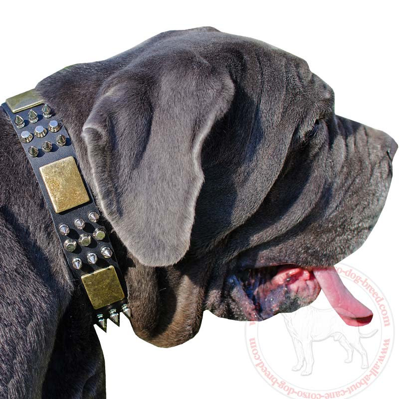 New Leather Dog Collar for Mastino Napoletano Features Combination of Handset Plates, Pyramids and Spikes