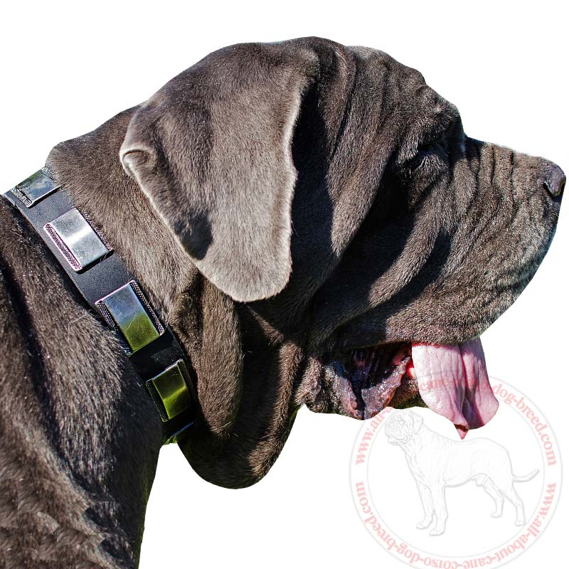 War Leather Canine Collar for Mastino Napoletano Breed