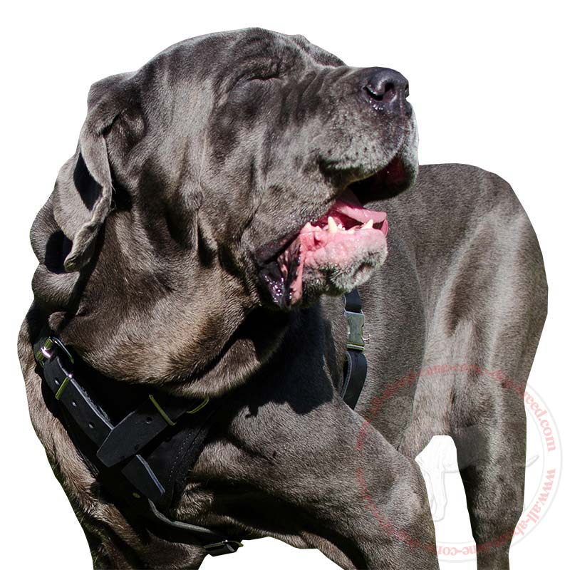Classic Protection Leather Dog Harness for Mastino Napoletano's Attack Work