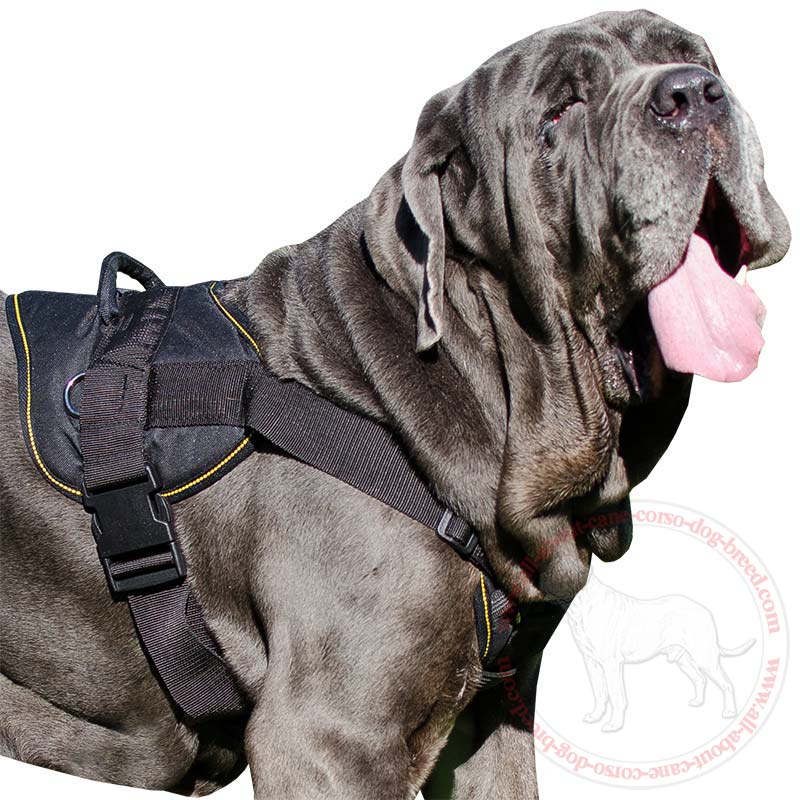 Best Tracking Nylon Chest Plate Harness for Mastino Napoletano Breed