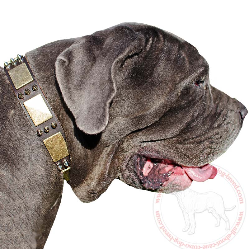 Mastino Napoletano Dog Collar for Walking