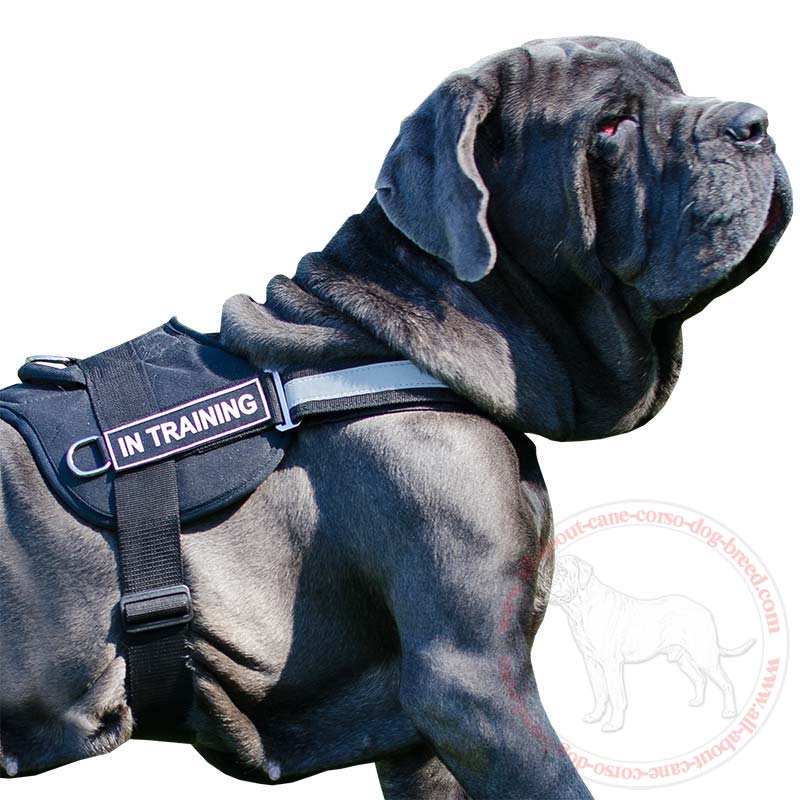 Lightweight Reflective Harness for Mastino Napoletano's SAR, K9, Police Training