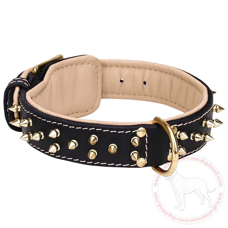 Nappa Padded Dog Collar for Cane Corso Mastiff