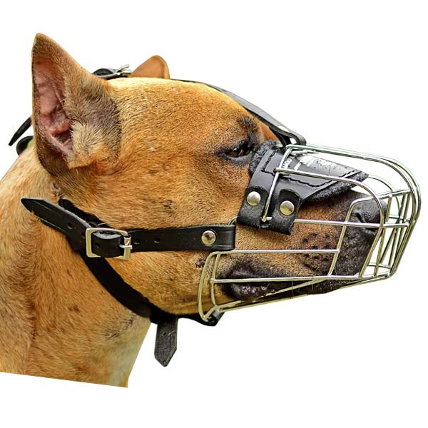 Cane Corso Breed: Dog Muzzle, Harness, Collar, Leash, Toys, Bite Sleeve