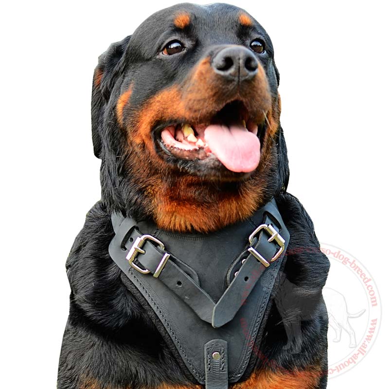 leather dog harness