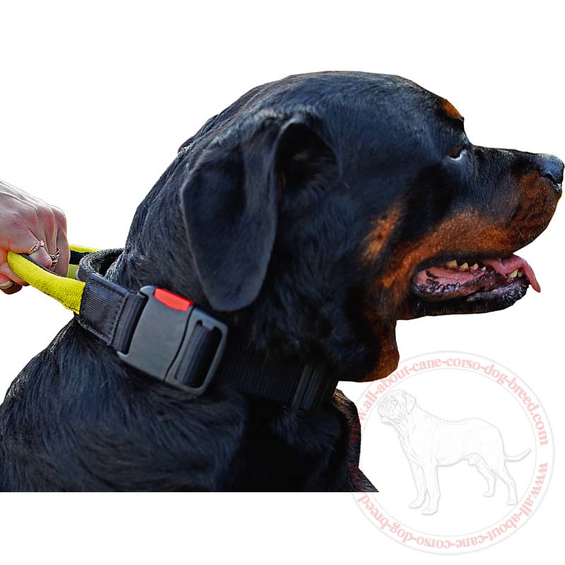 Order All Weather Nylon Amstaff Collar