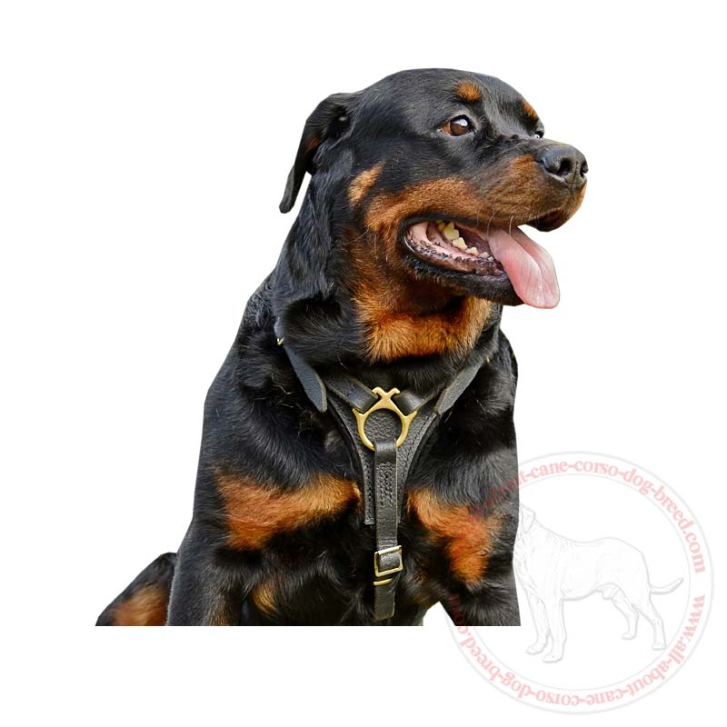 Best leash for rottweiler top
