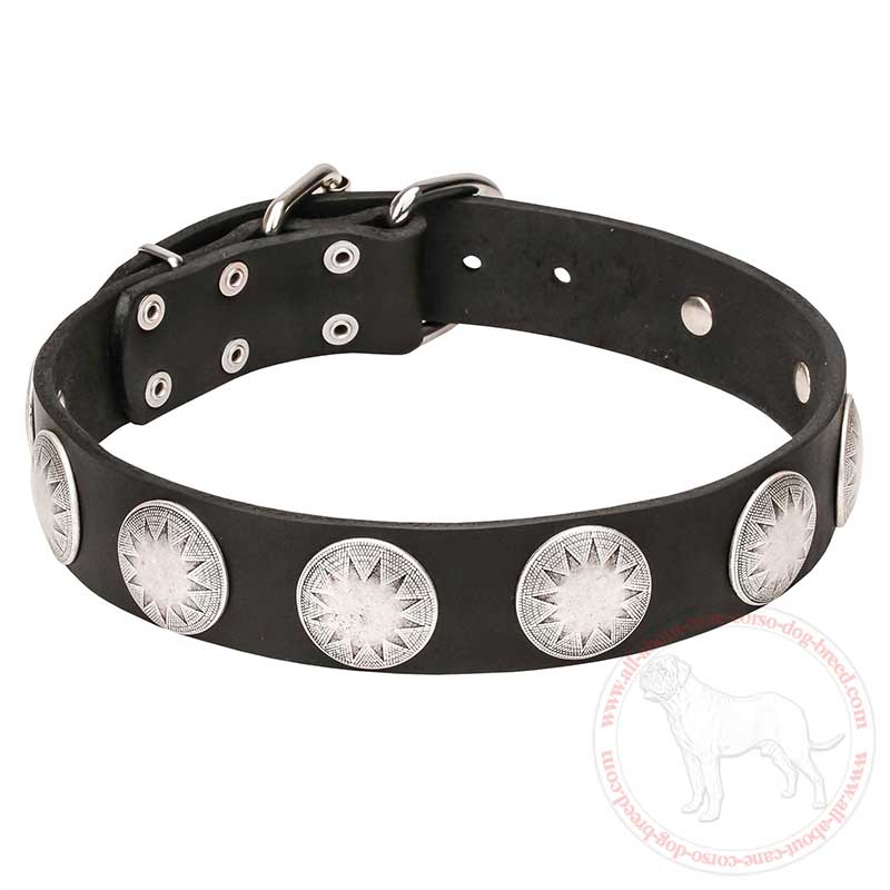 'Maya Indians' Wide Leather Cane Corso Collar with Chrome Plated Circles