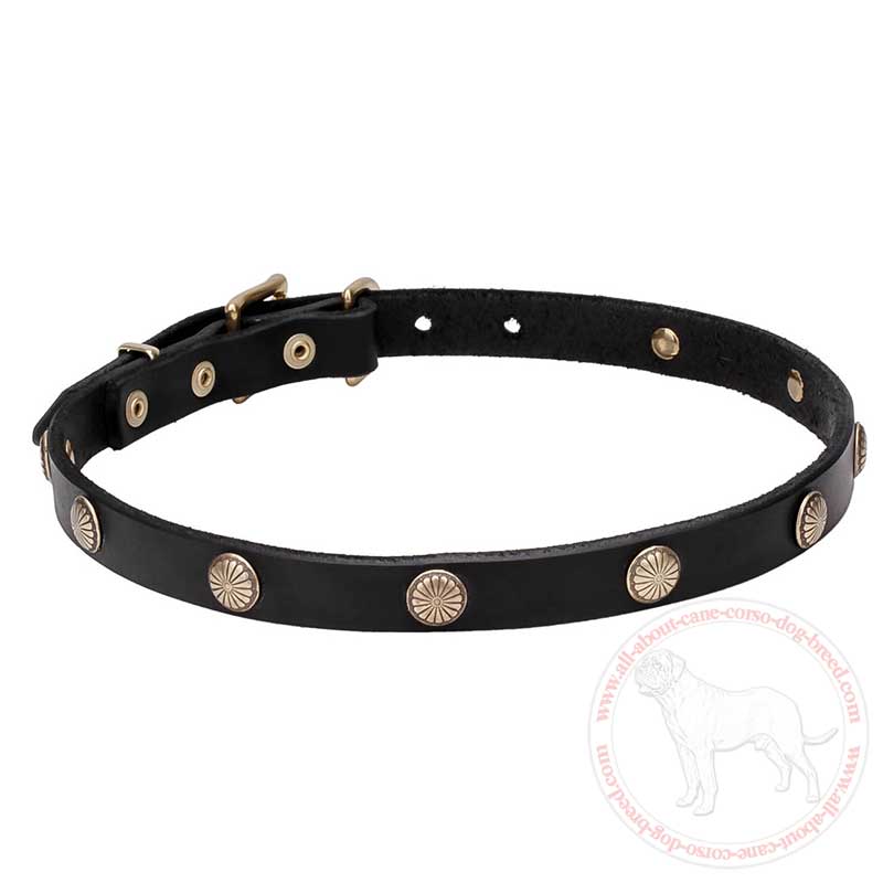 Wide Leather Cane Corso Collar with 'Embossed Daisy' Brass Studs 3/4 Inch (20 mm)