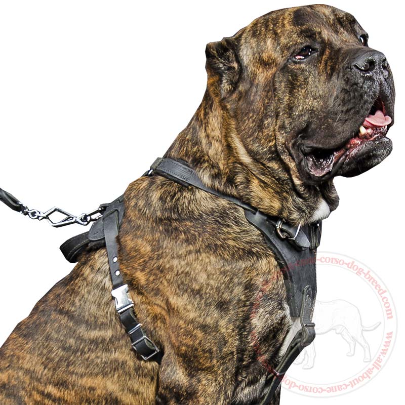 Cane Corso Breed: Dog Muzzle, Harness, Collar, Leash, Toys, Bite Sleeve