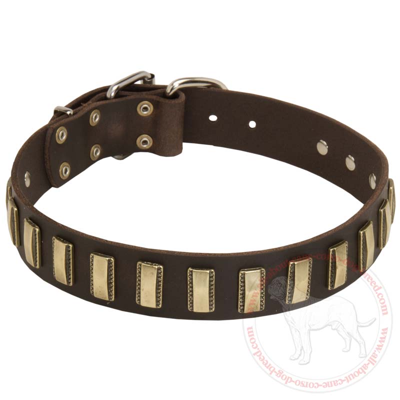 Cane Corso Leather Fashion Collar with Brass Plates Decoration