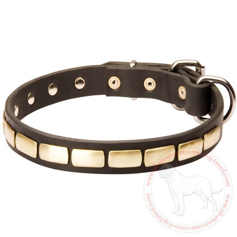 Exclusive Fashion Dog Collar with Brass Plates for Cane Corso