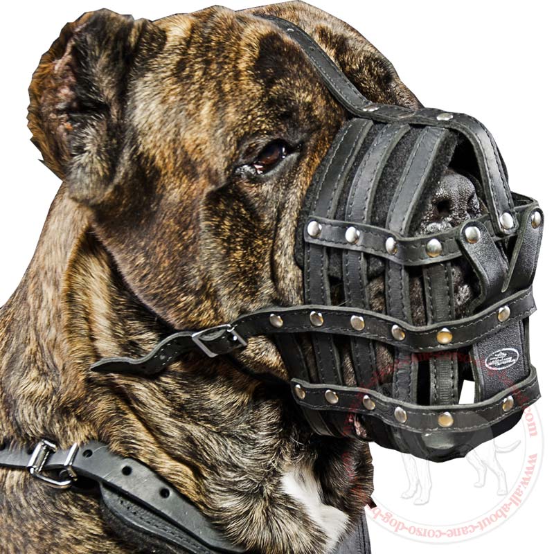 Tracking Nylon Long Line (long leash) for Mastiff : Mastiff Breed:  Harnesses, Muzzles, Collars, Leashes, Bite Tugs and Toys