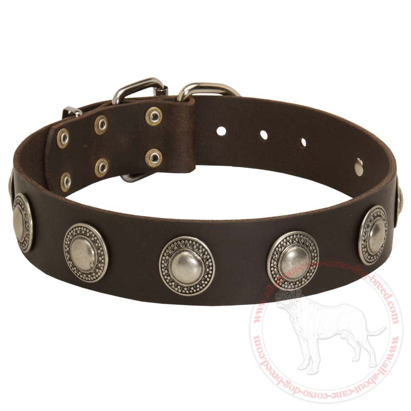 Wide Leather Collar with Silver Conchos for Cane Corso