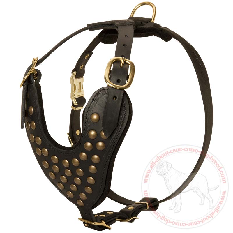 Designer Quality Studded Leather Dog Harness for Cane Corso Breed