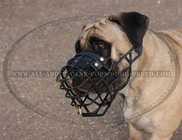 Walking Cane Corso Muzzle with Black Rubber