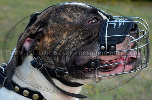 Dependable Wire Cage Dog Muzzle for American Bulldogs