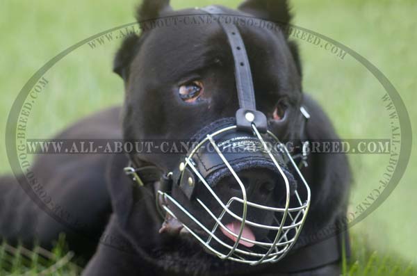 Basket metal Dog Muzzle Light Cane Corso