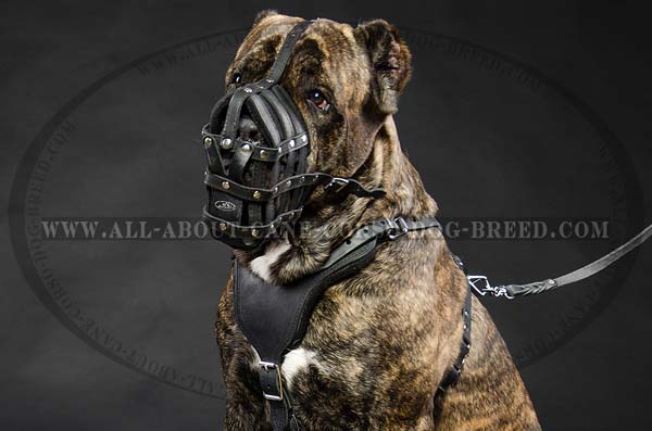 Cane Corso leather dog muzzle basket like design