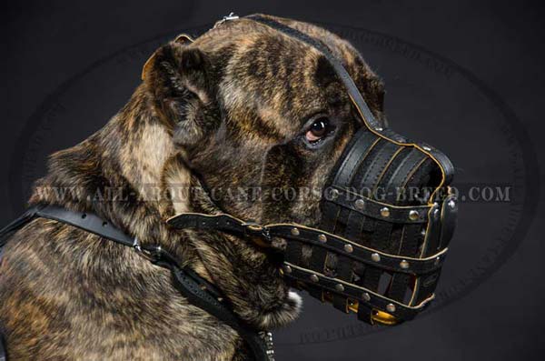 Cane Corso leather muzzle well ventilated padded