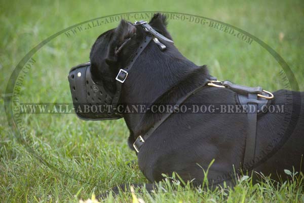 Walking Cane Corso Harness