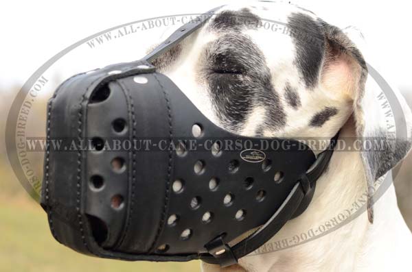 Dependable Walking Leather Great Dane Muzzle