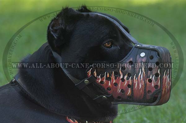 Walking Cane Corso Leather Muzzle