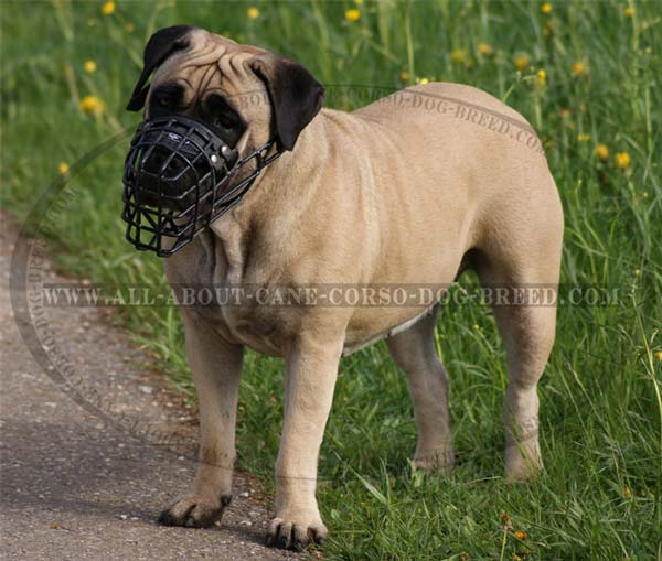 Walking Cane Corso Harness