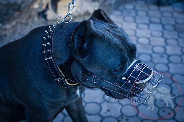 Dog safe metal Cane Corso muzzle