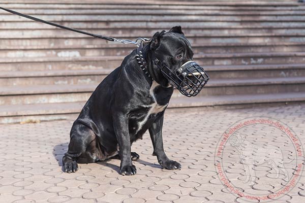 Rubber covered metal dog muzzle for Cane Corso walks